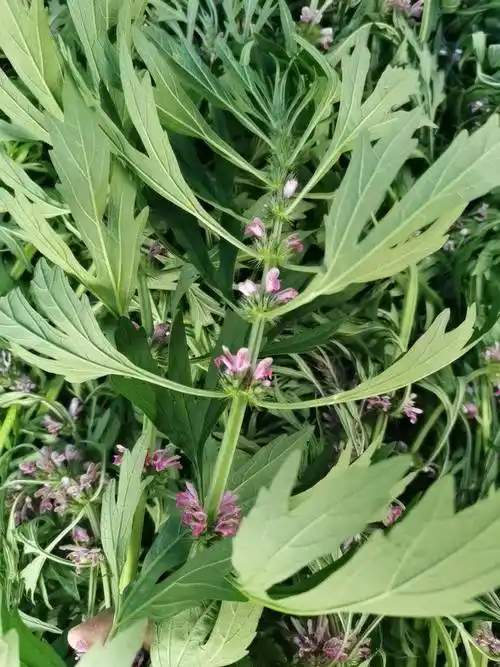 1.新鲜益母草非常适合作为药材或食品原料.