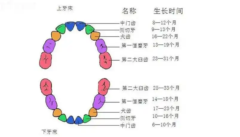 分享人类牙齿的结构图,详解牙齿排列结构组成