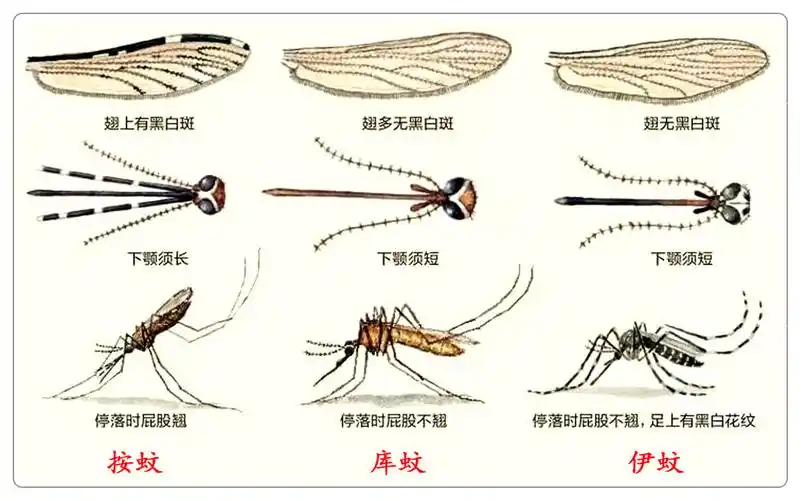 但大部分是不咬人,不吸血的,常见吸血的大致有三类:按蚊,库蚊,伊蚊