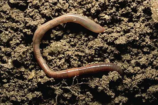 蚯蚓图片