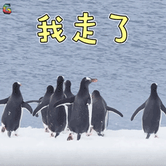 南极之恋南极绝恋我走了再见soogifsoogif出品gif动图_动态图_表情包