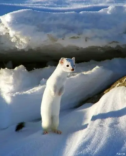 【图】白色鼬鼠_宠物论坛_汽车之家论坛