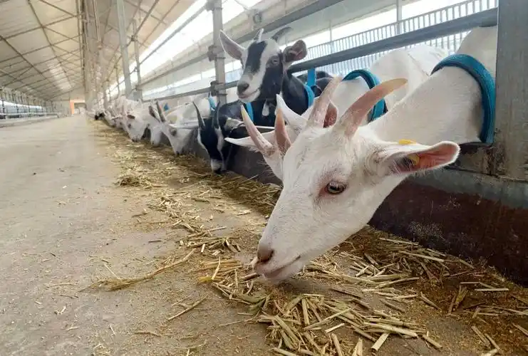 中国的羊奶来自何处?"关中奶山羊"给你答案_农科新闻网