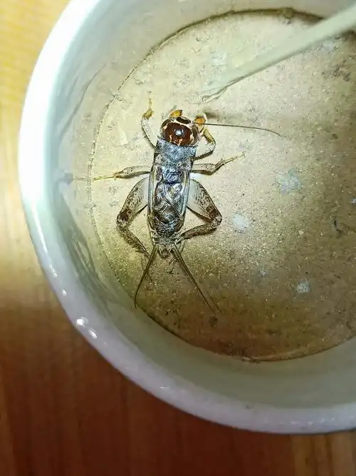 中国蟋蟀网交易市场