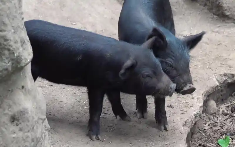 济州美味的黑猪肉_哔哩哔哩 (゜-゜)つロ 干杯~-bilibili