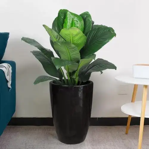 植物大叶绿巨人盆栽室内客厅大型盆景绿植净化空气绿植