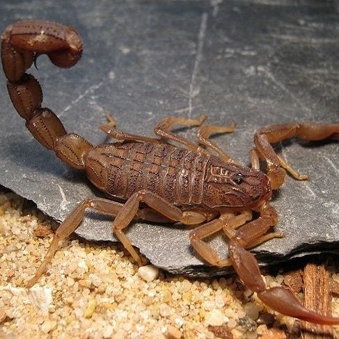 刚果红鳄背蝎(单性繁殖)巴基斯塔黄鳄沙漠蝎 宠物蝎 新手入门国产