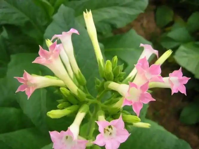 烟叶花是什么科什么属的?