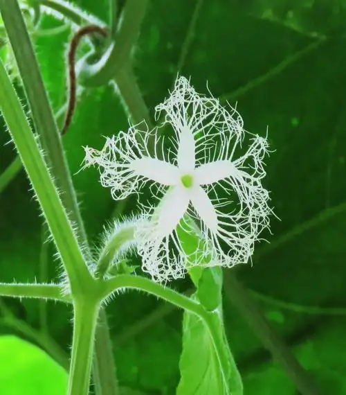 79.蛇瓜,葫芦科藤本