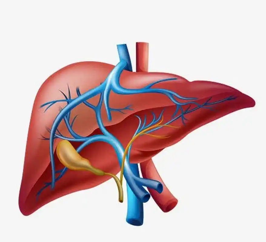 肝为分叶脏器,左右分叶,其色紫赤. 疏,即疏通,疏导.泄,即升发,发泄.