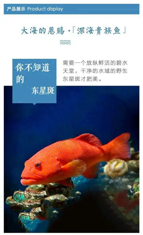 新鲜鲜活冷冻东星斑石斑鱼燕尾斑瓜子斑深海海鱼冰鲜海鲜食材七天价保