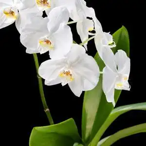 一朵茉莉花头像