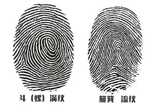 快看指纹上有几个斗代表什么命