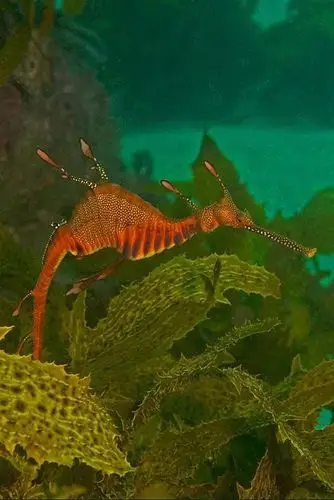 海龙目·海龙科·叶海龙属:叶海龙