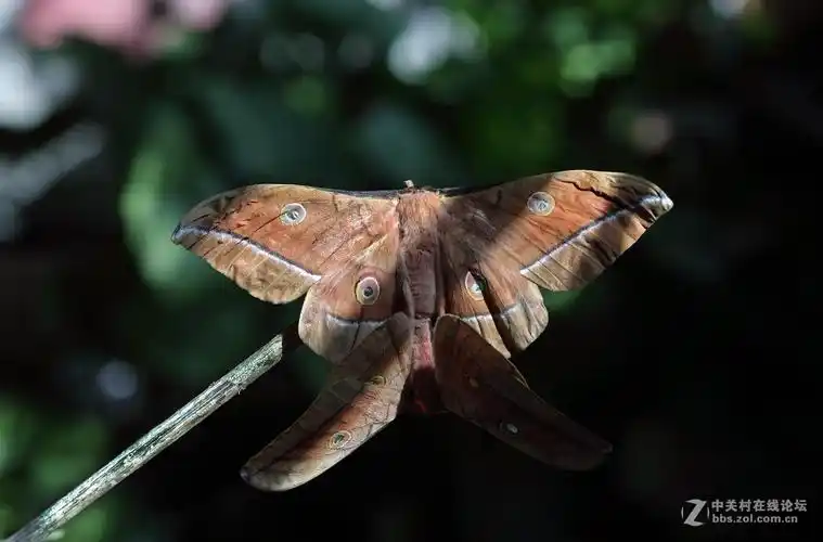 柞蚕蛾羽化交尾