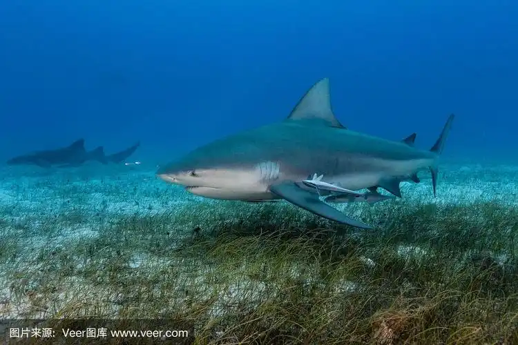 大海里的牛头鲨