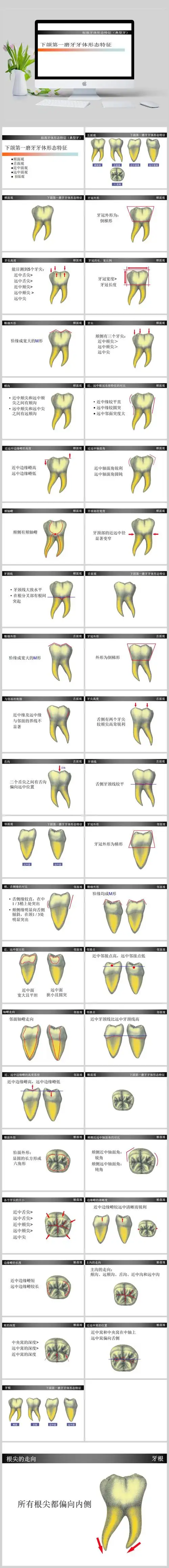 下颌第一磨牙牙体形态简述ppt - 当图网