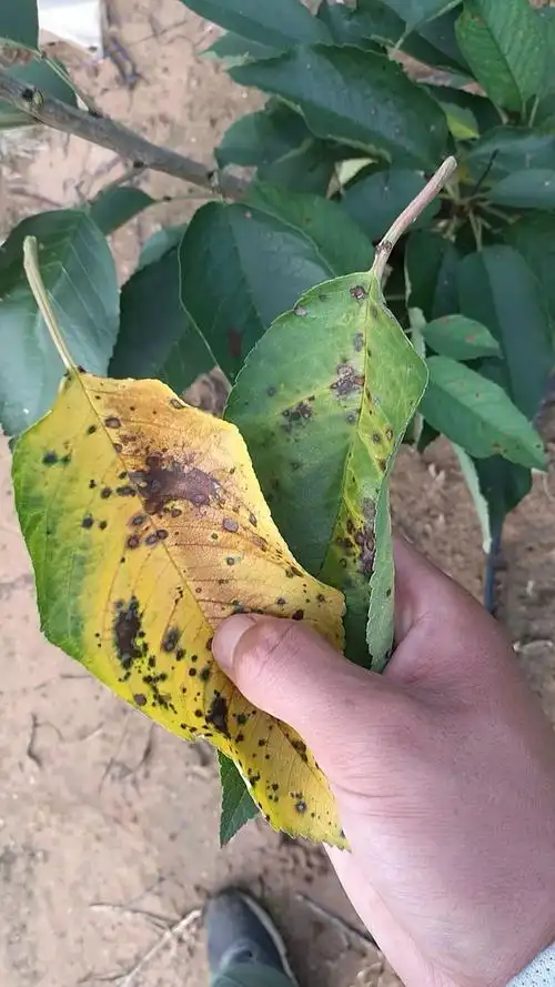 炭疽病伴着大量落叶应该怎么办如何更好的预防叶部病害