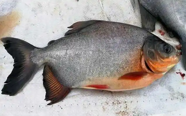 鱼种定义淡水白鲳是著名的淡水养殖鱼种,学名短盖巨脂鲤,别称淡水鲳鱼