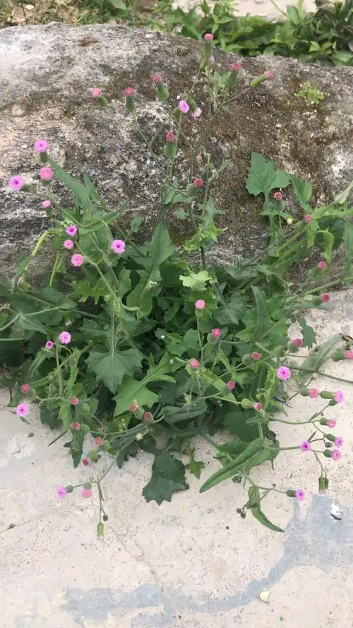 一点红,全草可入药,治疗中耳炎有特效,全草可入药,榨汁后滴入耳即可!