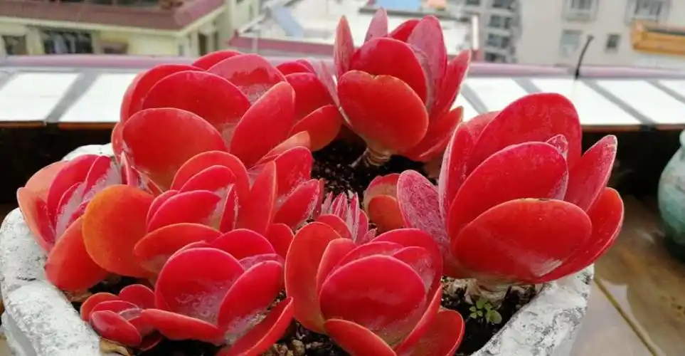 10月养多肉唐印,了解掌握5个要点,叶片红艳似蒲扇,美极了