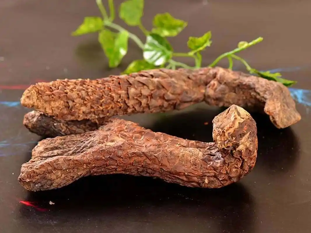 如何挑选肉苁蓉?