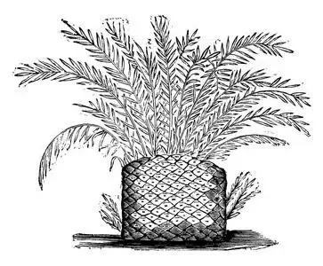 古植物学图片-古植物学素材-古植物学插画-摄图新视界