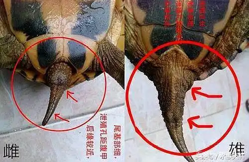详解 乌龟怎么分公母