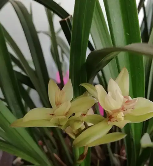 这本养兰"笔记",20个要点,都是重点_兰花_兰草_湿度