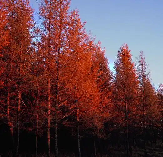 红松为什么被称为"北国宝树"?