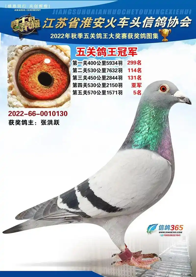 2022年火车头鸽会荣获 五关鸽王总冠军0596 季军07  - 抖音