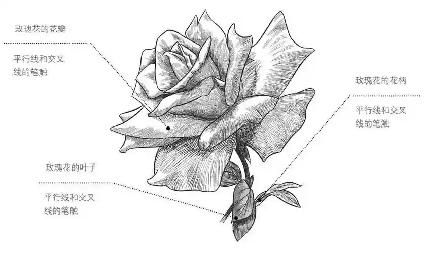 玫瑰花怎么画素描画一朵漂亮的玫瑰花