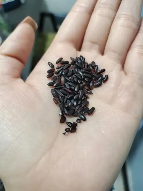 黑米的真假