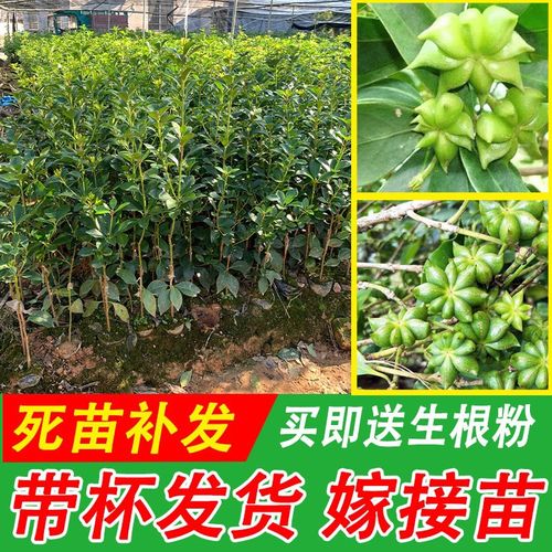八角树树苗广西大红罗马东荣八角矮化嫁接苗食用大茴香树南北方种