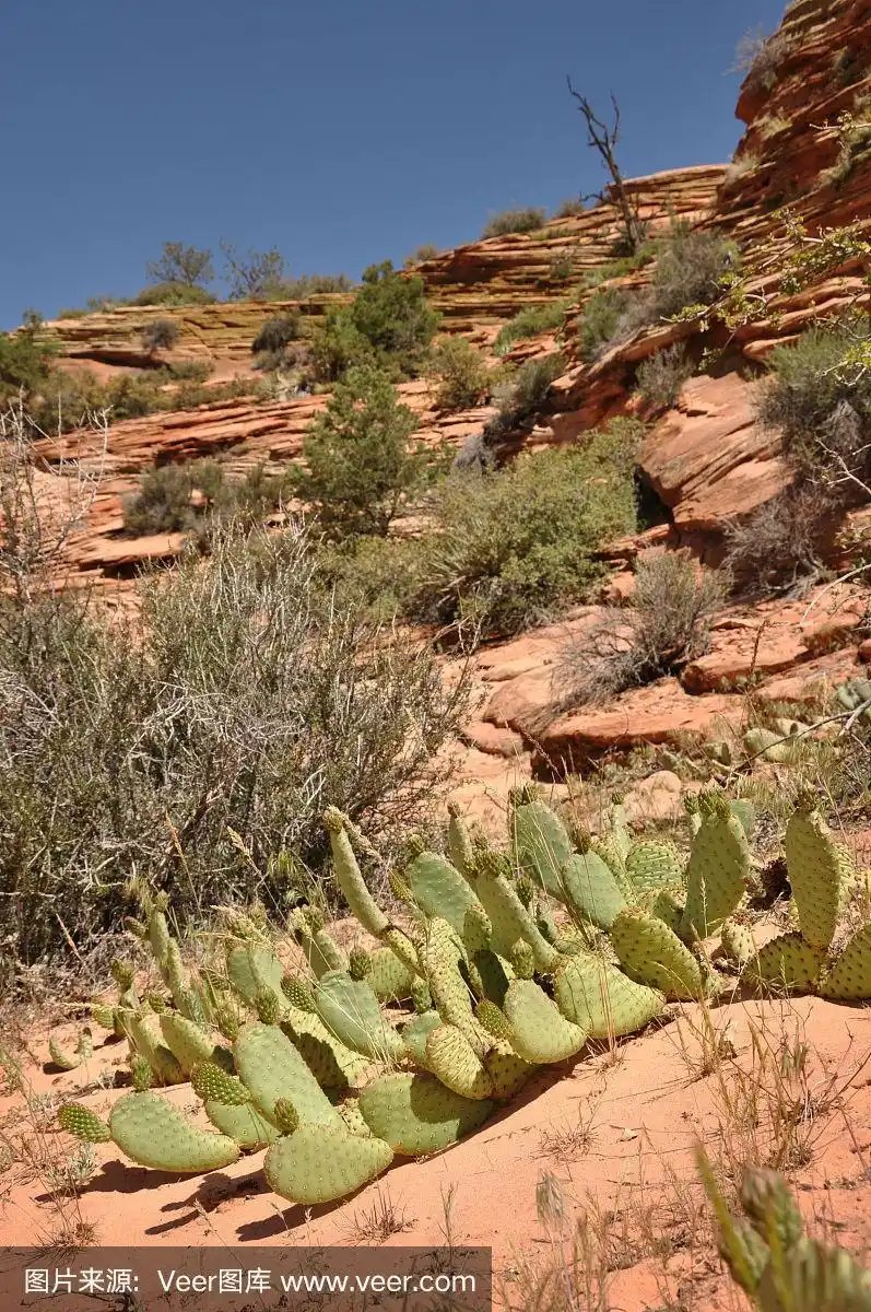 沙漠里的仙人掌