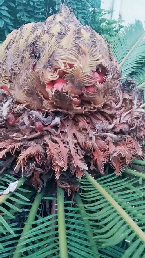 千年铁树~~果实