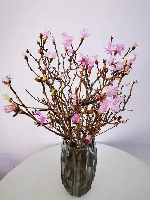 干枝花遇水开花30支40支扎