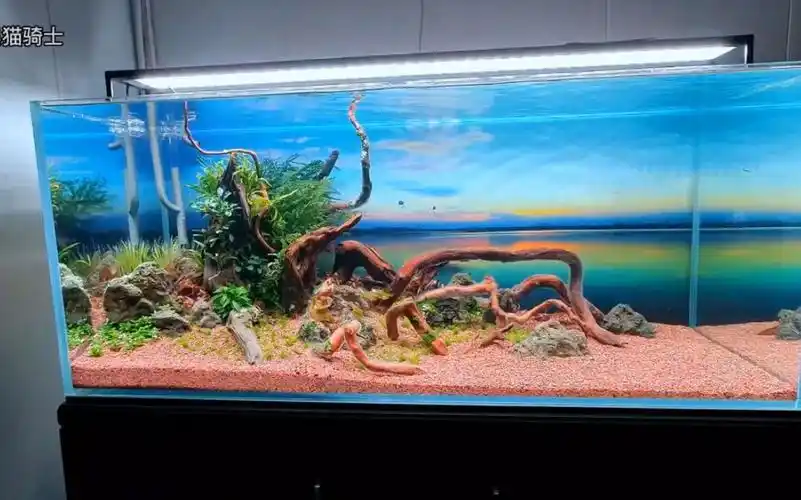 南美版生命之树草缸造景,1.2米的大鱼缸,看上去真舒服.