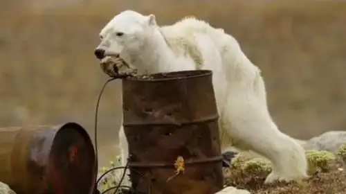 心疼北极熊瘦骨嶙峋垃圾桶中觅食