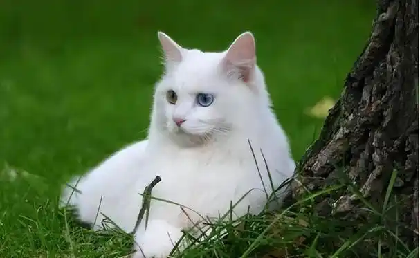 布偶猫是猫界仙女,颜值赛高,但是一只品相好的布偶猫,价位并不低,那么