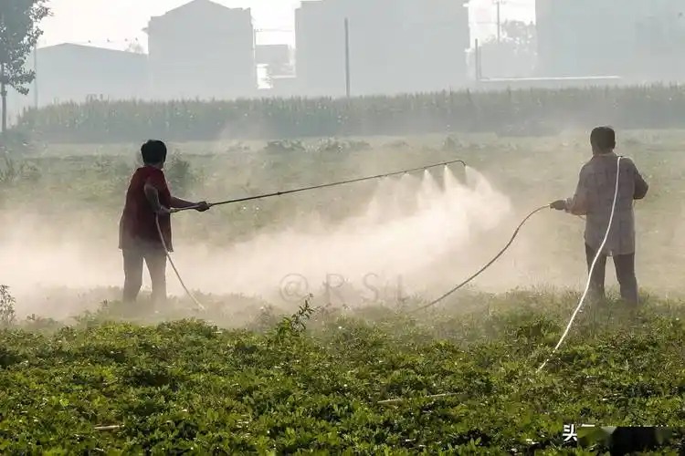 逆光:喷施叶面肥,夺花生高产