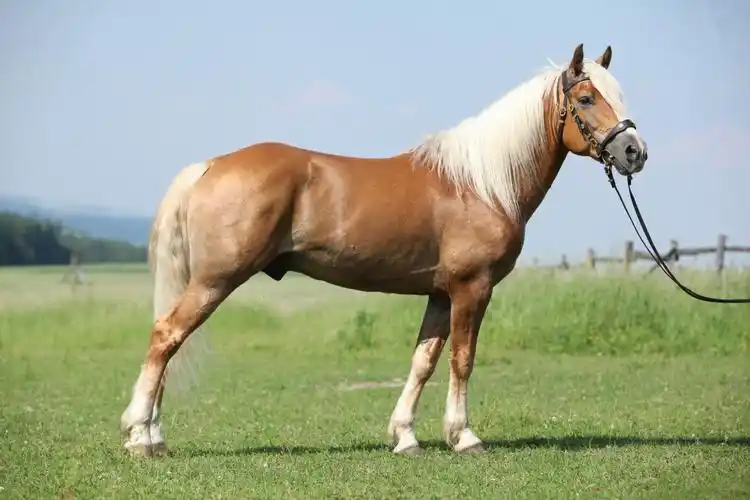 地球上最漂亮而又价值千金的马一辈子也难得见上一次