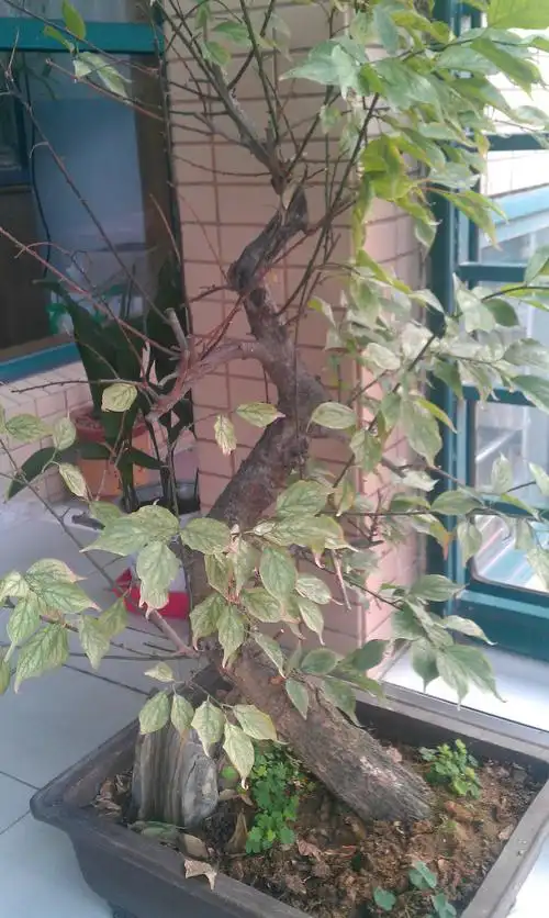 谁帮我看看,我养的一盆梅花,现在叶子又黄又枯,是怎么了?