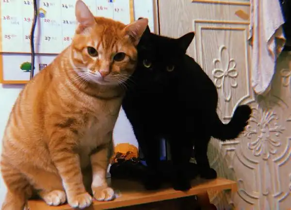 黑猫哥戴防舔圈后认不出橘猫单手爆扣出拳中猫脸齐b雅典娜