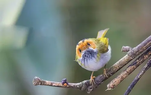 鸟儿是有灵性的生命,人们爱护它们,它们将给人们带来无尽的欢欣和喜悦