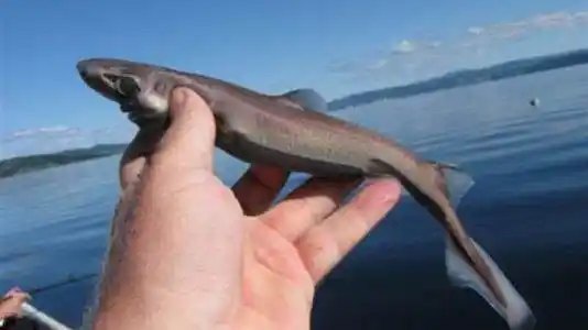 世界上最小的鲨鱼体型小巧十分可爱