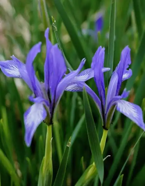 首发原创马蔺花