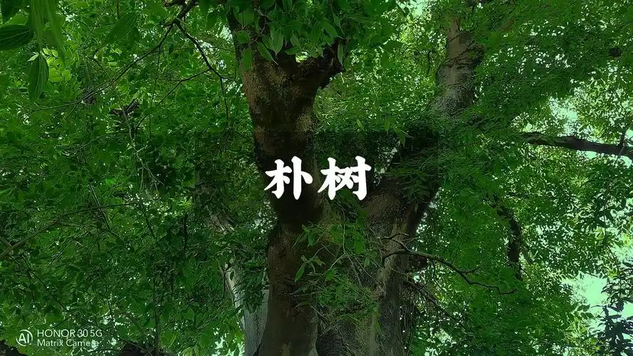 如果你遇见这种植物一定要认识朴树