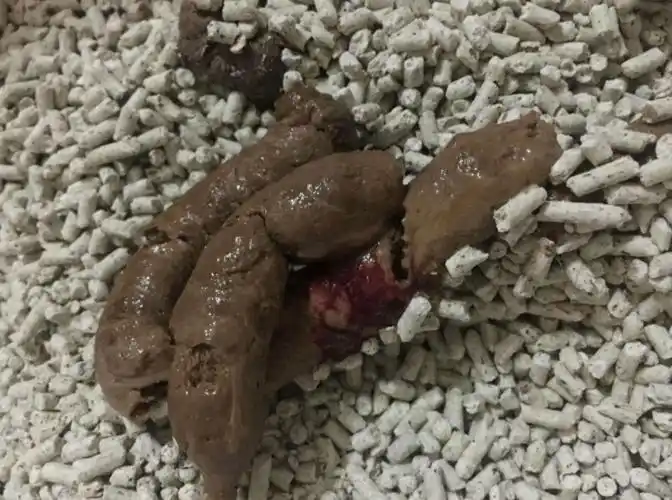 猫我今天拉了红色的屎是不是快死了