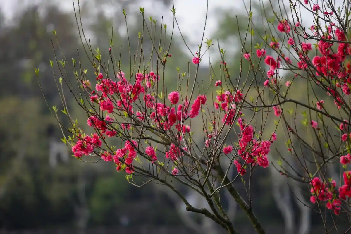 西湖美景三月天 桃花春色暖先开,明媚谁人不看来. #捕捉身边 - 抖音